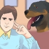 Pasning af en rottweiler-hvalp