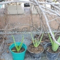 Aloe vera planter