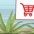 Dyrkning og brug af aloe vera til medicinske formål