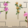 Plantning af azalea