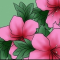 Pasning af azalea
