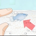 At tage sig af baby platy fisk