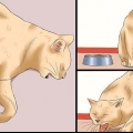 Sådan afgøres, om en kat har rabies