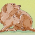Afgøre, om din hund har lopper