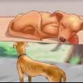 Afgør, om din hund skal sove