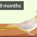 Afgøre, om din cockatiel er en han eller en hun