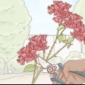 Formering af bougainvillea