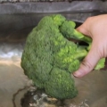 Rengøring af broccoli