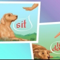 Stop bump hos hunde