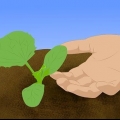 Voksende cantaloupes