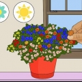 Krysantemum hoveder