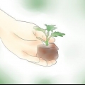Krysantemum planter
