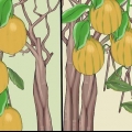 Dyrkning af citrontræer indendørs