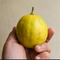 Modne citroner