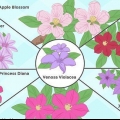 Dyrk clematis