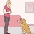 Kommunikerer med din hund