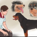 Tjek om din hund er sund og glad