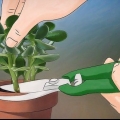 Voksende crassula ovata