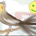 Forstå cockatielernes gestus
