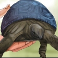 Bestemmelse af en skildpaddes alder