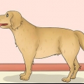 Måling af længden af ​​en hund