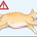 Bestemmelse af årsagen til en udspilet mave hos katte