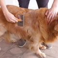 Stigning af en golden retriever-frakke