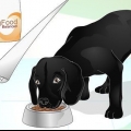 Glans en hunds pels