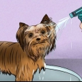 Stigning af en yorkshire terriers pels