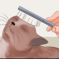 Gør din kats pels blød og skinnende