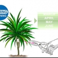Beskæring af dracaena