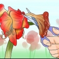 Får en amaryllis til at blomstre igen