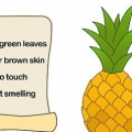 Dyrkning af ananas