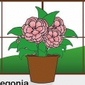 Pleje af en begonia