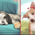 Behandling af et slagtilfælde hos hunde