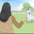 Træning af en bichon frisé
