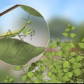 At holde en mantis som kæledyr