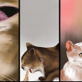 Behandling af et bistik på en kat