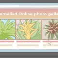 Pasning af en bromelia