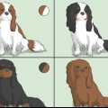 At vælge en cavalier king charles spaniel