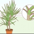 At tage sig af en dracaena