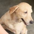 Beroligende tør hud hos hunde