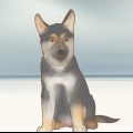 Valg af schæferhundehvalp