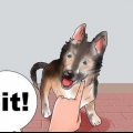 Træning af en schæferhund