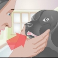 Behandling af en knækket tand hos en hund