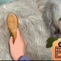 Stigning af en goldendoodle