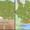 Planter et granatæbletræ