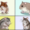 At vælge en hamster