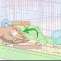 Lær en hamster tricks