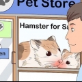 At tage sig af en hamster